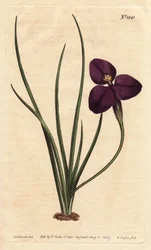 Seidige Patersonia mit dunkelvioletter Blüte, benannt nach Colonel Paterson (Tafel)