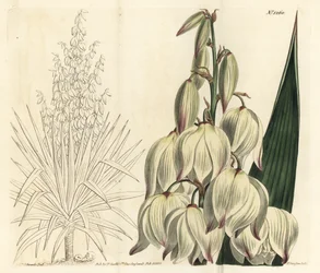 Spanischer Dolch oder prächtige Adamsnadel, Yucca gloriosa