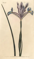 Spanische Iris, Iris xiphium (Stich von F. Sansom, Illustration von Sydenham Edwards)