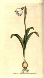 Frühlingsknotenblume, Leucojum vernum