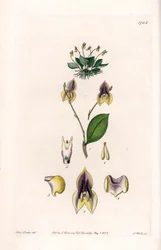 Dreizähnige Lepanthe - Platte graviert von S. Watts, nach einer Illustration von Sarah Anne Drake (1803-1857), aus dem Botanical Register von Sydenham Edwards (1768-1819), England