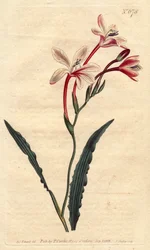Gekräuseltes Tritonia