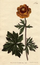 Asiatische Trollblume mit tiefgelber Blüte, Trollius asiaticus