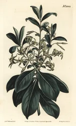 Zweiblütige Seidelbast, Daphne pontica. Handkolorierter Kupferstich von F. Sansom Jr. nach einer Illustration von Sydenham Edwards aus William Curtis