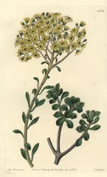 Varietät der Hauswurz, Sempervivum villosum