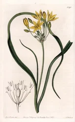 Varietät von Triteleia oder Brodelea, mit gelben Blüten, heimisch in Kalifornien