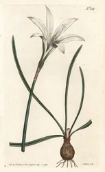 Virginia Amaryllis - Atamasco-Lilie, Zephyranthes atamasco (Amaryllis atamasco) - Handkolorierter Kupferstich von Sansom nach einer Illustration von Sydenham Edwards aus William Curtis