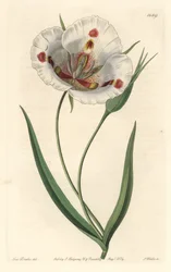 Weißblütiger Calochortus (Mariposa), heimisch in Kalifornien