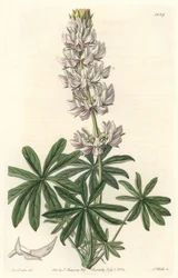 Weißblühender Lupin (Lupinus microcarpus), heimisch in Kalifornien
