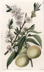 Weißer Pfirsich - Tafel graviert von S. Watts, nach einer Illustration von Sarah Anne Drake (1803-1857), aus dem Botanical Register von Sydenham Edwards (1768-1819), England