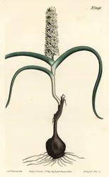 Wurmbea monopetala