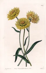 Xerochrysum Variete, endemisch in Australien - Graviert von S. Watts, nach einer Illustration von Sarah Anne Drake (1803-1857), aus dem Botanical Register von Sydenham Edwards (1768-1819), England
