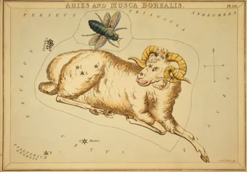 Widder und Musca Borealis, Illustration aus 