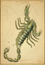 Skorpion, Illustration aus 