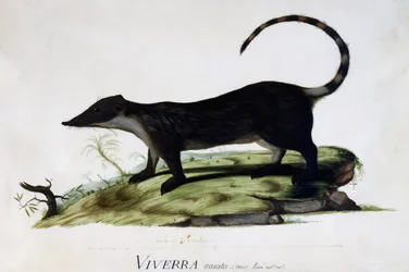 Viverra nasuta männlich