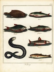 Fischen: Flunder, Döbel, Rotauge, Gründling, Saibling, Aal, Schmerle. 1792