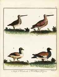 Wildvögel: Schnepfe, Waldschnepfe, Wildente und Pfeifente. 1792 (Gravur)