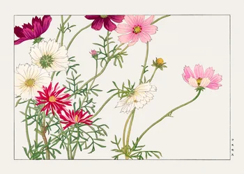 Kosmosblume aus "Seiyou Sokazufu"