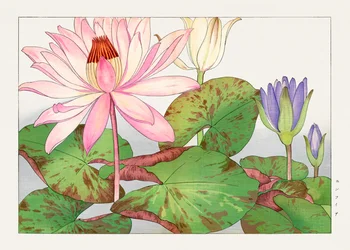 Nymphaea lotus aus "Seiyou Sokazufu"