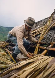 Ein kolumbianischer Bauer deckt sein Dach mit Zuckerrohrblättern. - in der Nähe von Pamira, Kolumbien SA