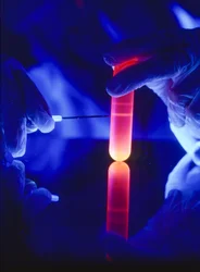 Extraktion von Nukleotiden der RNA aus einem Kunststoff-Zentrifugenröhrchen