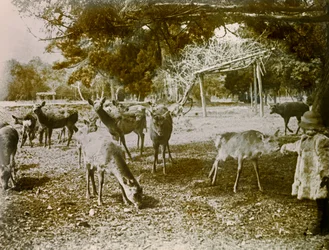 Damwild in Nara, um 1900 - 1915