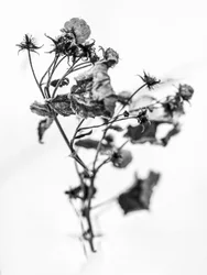 Mitten in den Blumen 10, 2021