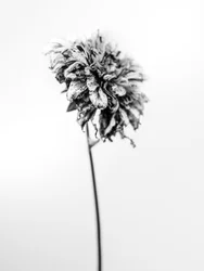 Mitten in den Blumen 17