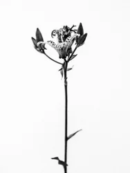 Mitten in den Blumen 19, 2021