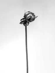 Mitten in den Blumen 20