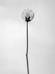 Mitten in den Blumen 26, 2021