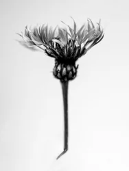 Mitten in den Blumen 37