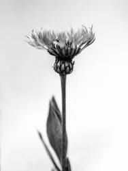 Mitten in den Blumen 38, 2021