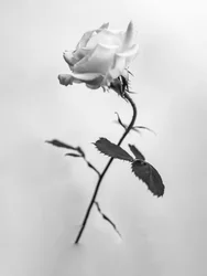 Mitten in den Blumen 41
