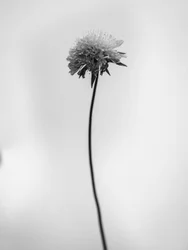 Mitten in den Blumen 44, 2021