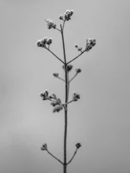 Mitten in den Blumen 4