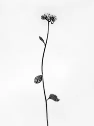 Mitten in den Blumen 50, 2021