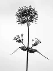 Mitten in den Blumen 53, 2021