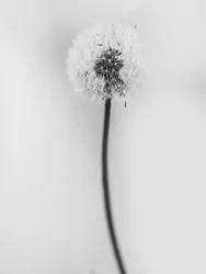 Mitten in den Blumen 62
