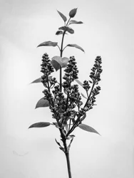 Mitten in den Blumen 66, 2021