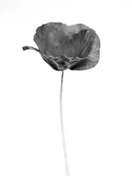 Mitten in den Blumen 67