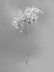 Mitten in den Blumen 73