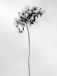 Mitten in den Blumen 78