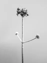 Mitten in den Blumen 7, 2021