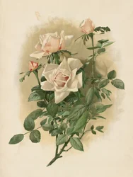 Duchesse De Vallombrosa Rosen