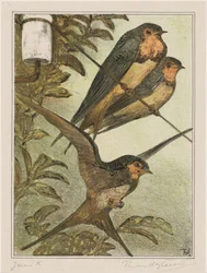 Drei Schwalben
