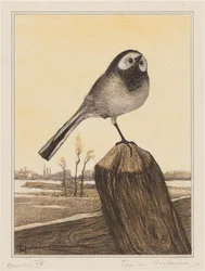Bachstelze auf einem Pfahl