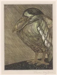 Nachtreiher im Regen
