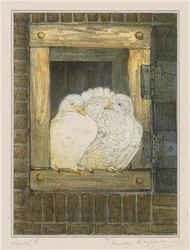 Weiße Tauben im Fenster