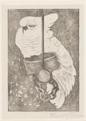 Weißer Kakadu